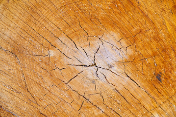 Fototapeta premium wood texture on a cut of a tree. lumber industry. woodlog texture of tree stump close up