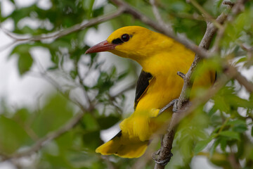 Male Eurasian Golden Oriole (Oriolus oriolus) resting on a branch