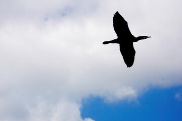 A Great Cormorant in flight. The bird soars in the sky. Black sea bird