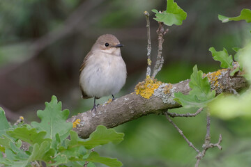 Female European Pied Flycatcher (Ficedula hypoleuca) perched on a branch