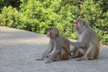 the wiild Monkey In Kam Shan Country Park, Kowloon