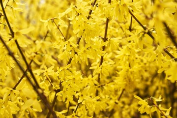 Forsythia intermedia flowers wonderful yellow blooming branches