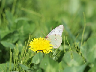 タンポポの蜜を吸う白いモンキチョウ2