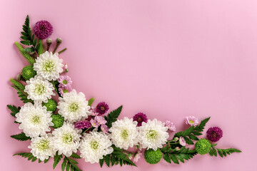  Flowers composition of colorful flowers chrysanthemum isolated on pink background. Summer wreath of chrysanthemum flowers.