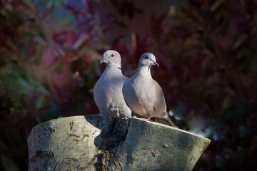 Pair of doves