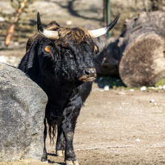 Heck cattle, Bos primigenius taurus or aurochs in a German park