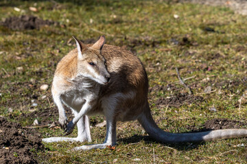 The agile wallaby, Macropus agilis also known as the sandy wallaby