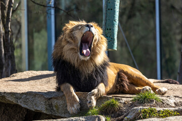 The lion, Panthera leo is one of the four big cats in the genus Panthera