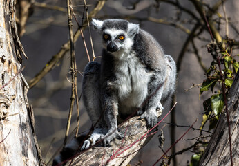 The ring-tailed lemur,Lemur catta with white ringed tail is the most known lemur
