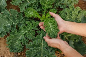 Gardener hand holding kale leaf for inspection quality in organic farm. - obrazy, fototapety, plakaty