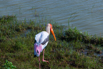 painted stork searching for food by the lake in Yala National Park
