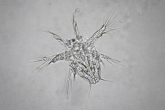 Nauplius larva in water under microscope.