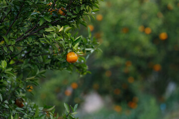 Ripe oranges hanging on branch at tangerine garden