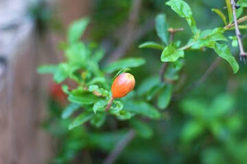 orange pod plant