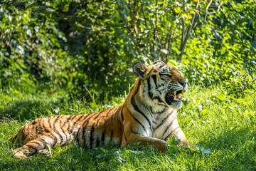 The Siberian tiger,Panthera tigris altaica in a park