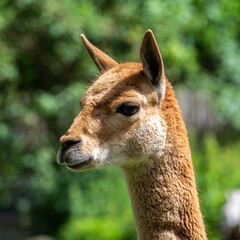 Vicunas, Vicugna Vicugna, relatives of the llama