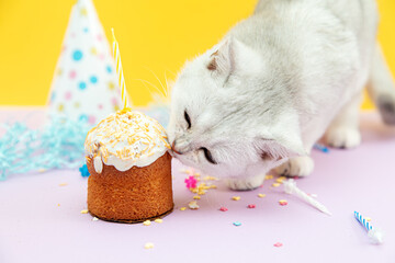 White British kitten eats a festive cupcake.