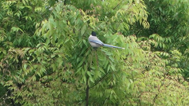 Azure-winged Magpie Bird Perching On A Tree In Tokyo, Japan - close up