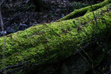 A log overgrown with green moss lies on the ground in a spring forest. Nature background