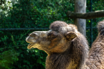 Bactrian camel, Camelus bactrianus in a german park