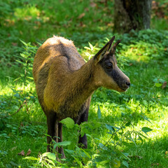 Apennine chamois, Rupicapra pyrenaica ornata, is living in Italy and Spain