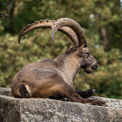Male mountain ibex or capra ibex on a rock