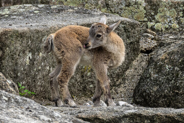 Young baby mountain ibex or capra ibex on a rock