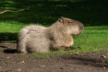 Naklejka na ściany i meble Capybara, Hydrochoerus hydrochaeris grazing on fresh green grass
