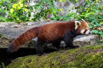 The red panda, Ailurus fulgens, also called the lesser panda.