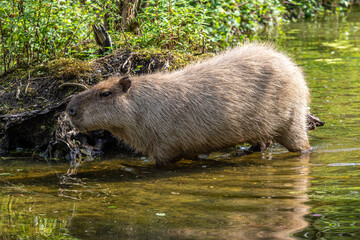 Capybara, Hydrochoerus hydrochaeris grazing on fresh green grass