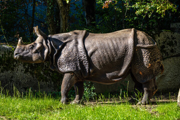 Fototapeta premium The Indian Rhinoceros, Rhinoceros unicornis aka Greater One-horned Rhinoceros