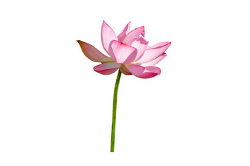 Obraz premium Beautiful lotus flower isolated on white background with Clipping Paths.