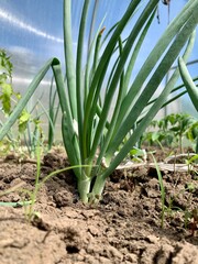 Green onions grow in the ground. Garden and vegetable garden concept. Close-up.