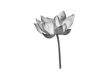 Lotus flower black and white isolated on white background with clipping path.