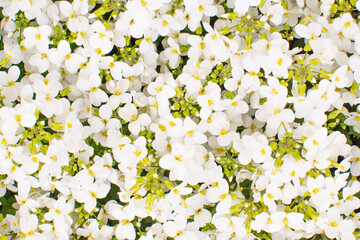 White sweet Alyssum Or Lobularia maritima. Bed with white flowers