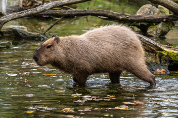 Obraz premium Capybara, Hydrochoerus hydrochaeris grazing on fresh green grass