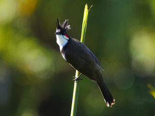 Red Whiskered Bulbul bird isolated on top of palm tree stem