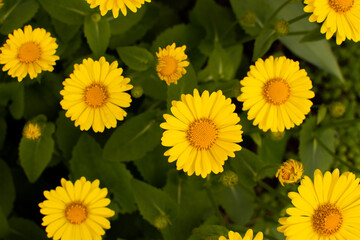 Yellow daisy doronicum Leonardo asteraceae close-up flower in the spring garden background
