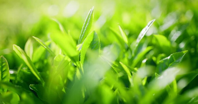 Closeup on fresh tea leaf in the field