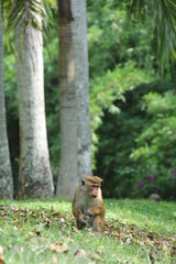 monkey in the park