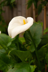 Fototapeta na wymiar White Calla Lily in English Garden in Summer