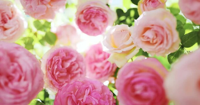 Pink rose for natural background, romantic concept