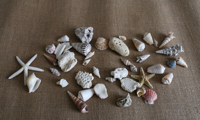 seashell and starfish on nature and jute background