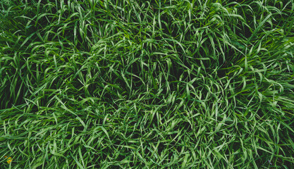 green grass background