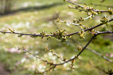 Branch of cherry with green buds on a blurry flowering meadow background. Spring garden bloom. Pastel floral pattern.