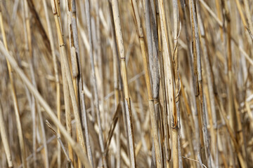 Fototapeta premium Schilfrohr im Winter - Detail / Water Reed in Winter