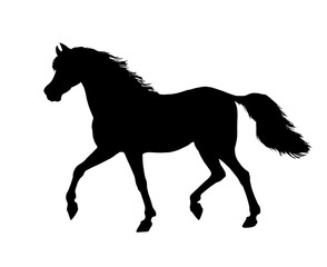 Beautiful arabian horse. Digital portrait of a horse. Equine drawing.	