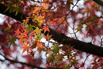 Autumn leafs of Japanese maple in sunshine day.