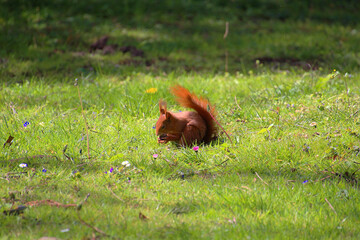 Eurasian red squirrel (Sciurus vulgaris) holding food and eating on green meadow (Karlsruhe,...