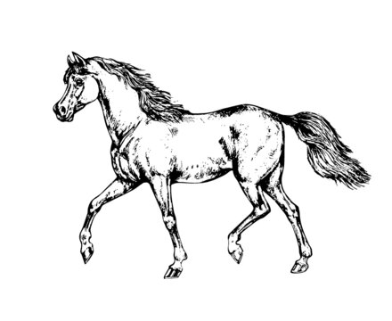 Beautiful arabian horse. Pencil portrait of a horse. Equine vector drawing.